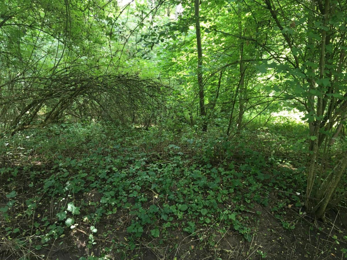Un Coin De Foret Courmas Kültér fotó